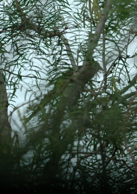 61cooks 033yellowbilledcuckoo.jpg