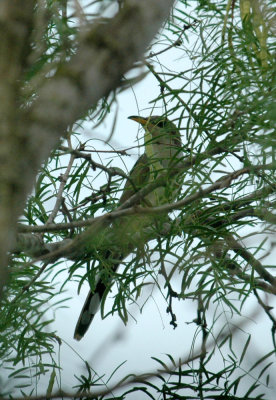 61cooks 035yellowbilledcuckoo.jpg