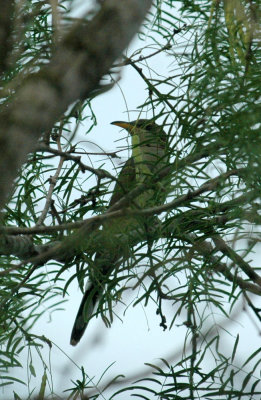 61cooks 036yellowbilledcuckoo.jpg