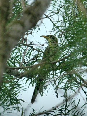 61cooks 037yellowbilledcuckoo.jpg