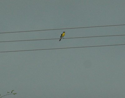 61cooks 038yellowbreastedchat.jpg