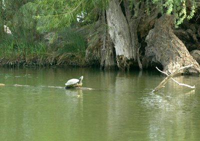 61cooks 041redearedslider.jpg