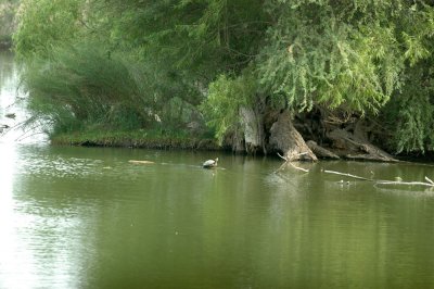 61cooks 042redearedslider.jpg