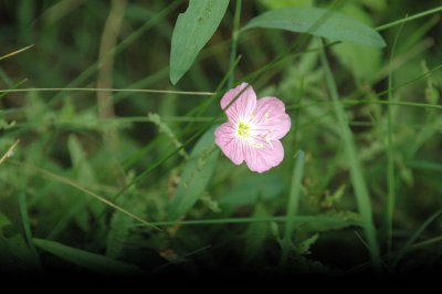 61cooks 043wildflower.jpg
