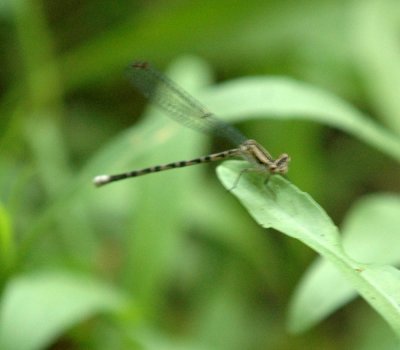 61cooks 044damsel.jpg