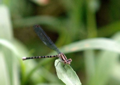 61cooks 047damsel.jpg
