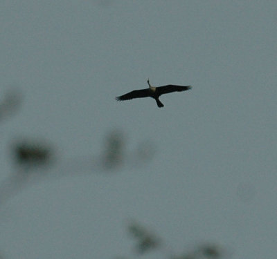 61cooks 048anhinga.jpg