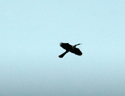 61cooks 049anhinga.jpg
