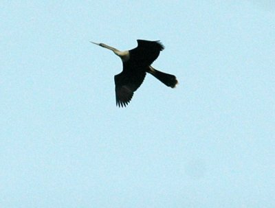 61cooks 051anhinga.jpg