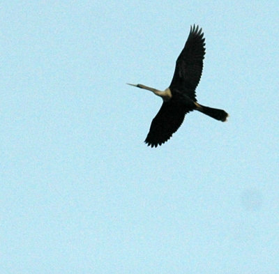 61cooks 052anhinga.jpg