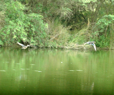 61cooks 061woodducks.jpg