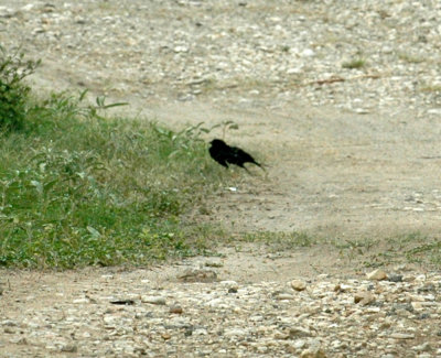 61cooks 057bronzedcowbird.jpg