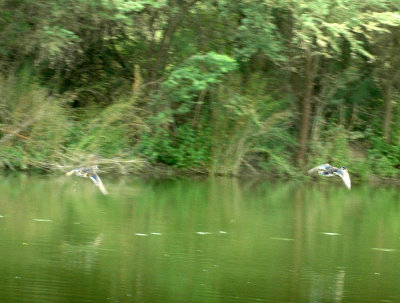 61cooks 062woodducks.jpg