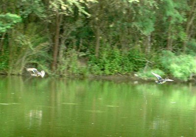 61cooks 063woodducks.jpg