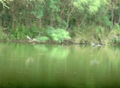 61cooks 064woodducks.jpg