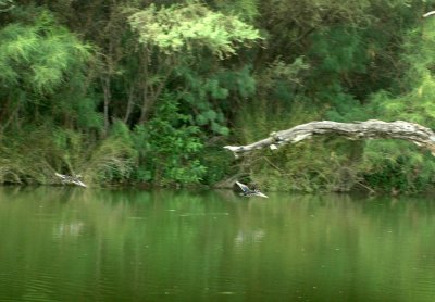 61cooks 065woodducks.jpg