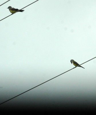 61cooks 068kingbirds.jpg