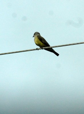 61cooks 069westernKingbird.jpg