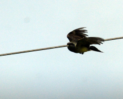 61cooks 070westernkingbird.jpg