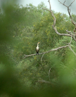 61cooks 071bird.jpg