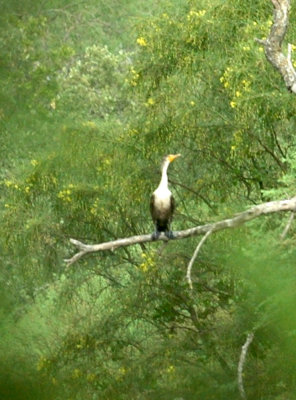 61cooks 072bird.jpg