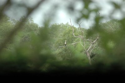 61cooks 073cormorant.jpg
