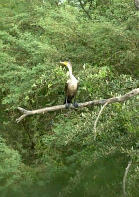 61cooks 076cormorant.jpg