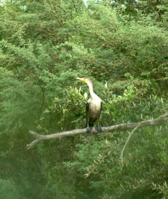 61cooks 077cormorant.jpg