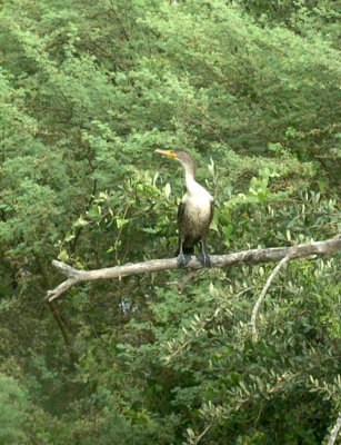 61cooks 078cormorant.jpg