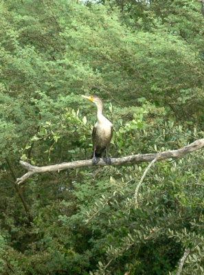 61cooks 079cormorant.jpg