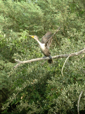 61cooks 080cormorant.jpg