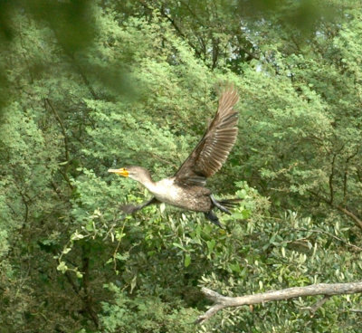 61cooks 081cormorant.jpg