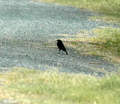 61cooks 102bronzedcowbird.jpg