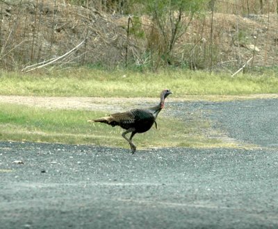 61cooks 105gobbler.jpg