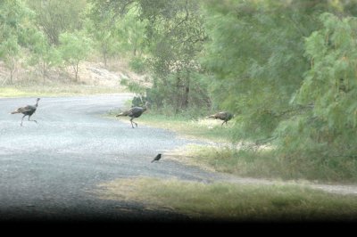 61cooks 106turkies and cowbird.jpg