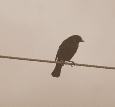 62cooks 005bronzedcowbird.jpg