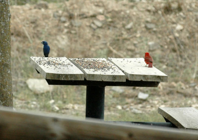 62cooks 013bluegrosbeakNcardinal.jpg