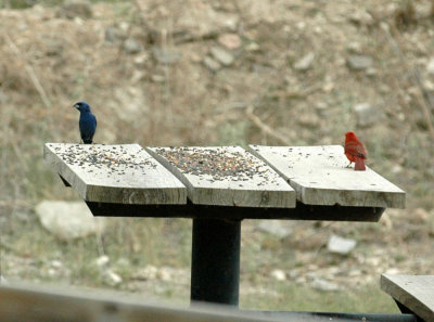 62cooks 014bluegrosbeakNcardinal.jpg