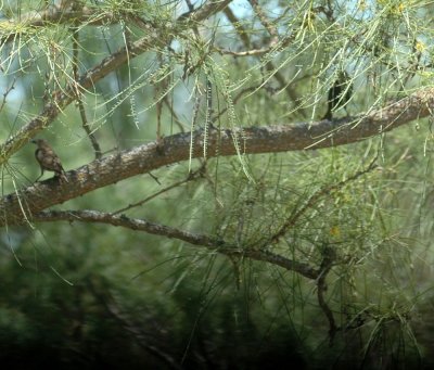 62cooksss 004brownheadedcowbird.jpg