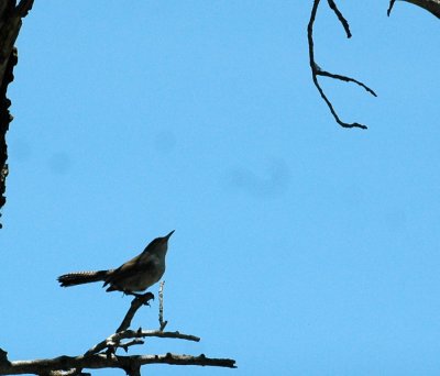 62cooksss 007Bewicks Wren.jpg