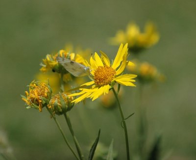 62cooksss 018checkeredWhiteCowpenDaisy.jpg
