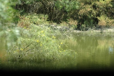 62cooksss 022greenkingfisherflyway.jpg