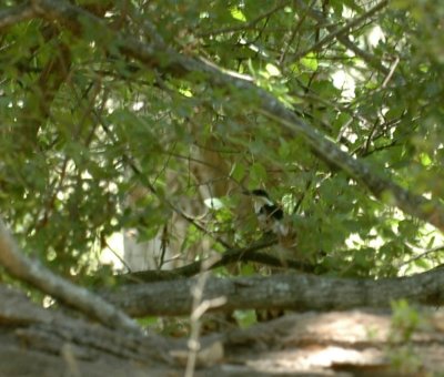 62cooksss 024greenkingfisher.jpg