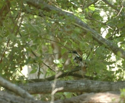 62cooksss 025greenKingfisher.jpg