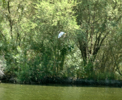 62cooksss 028heron.jpg