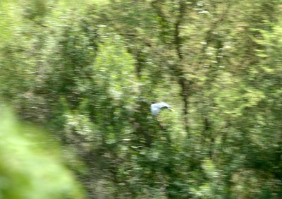 62cooksss 029greenHeron.jpg