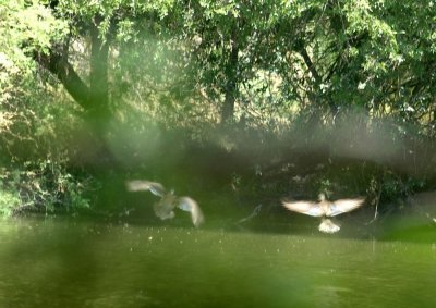 62cooksss 031woodDucks.jpg