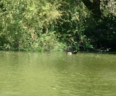 62cooksss 032woodDucksHeronFlyway.jpg