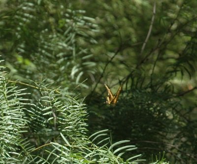 62cooksss 036GiantSwallowtail.jpg