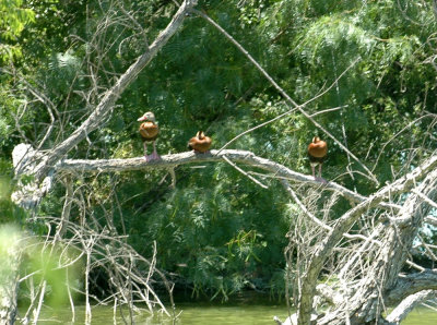 62cooksss 037blackbelliedWhistlingDucks.jpg